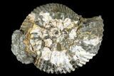 Iridescent, Pyritized Ammonite Fossil - Russia #181218-1